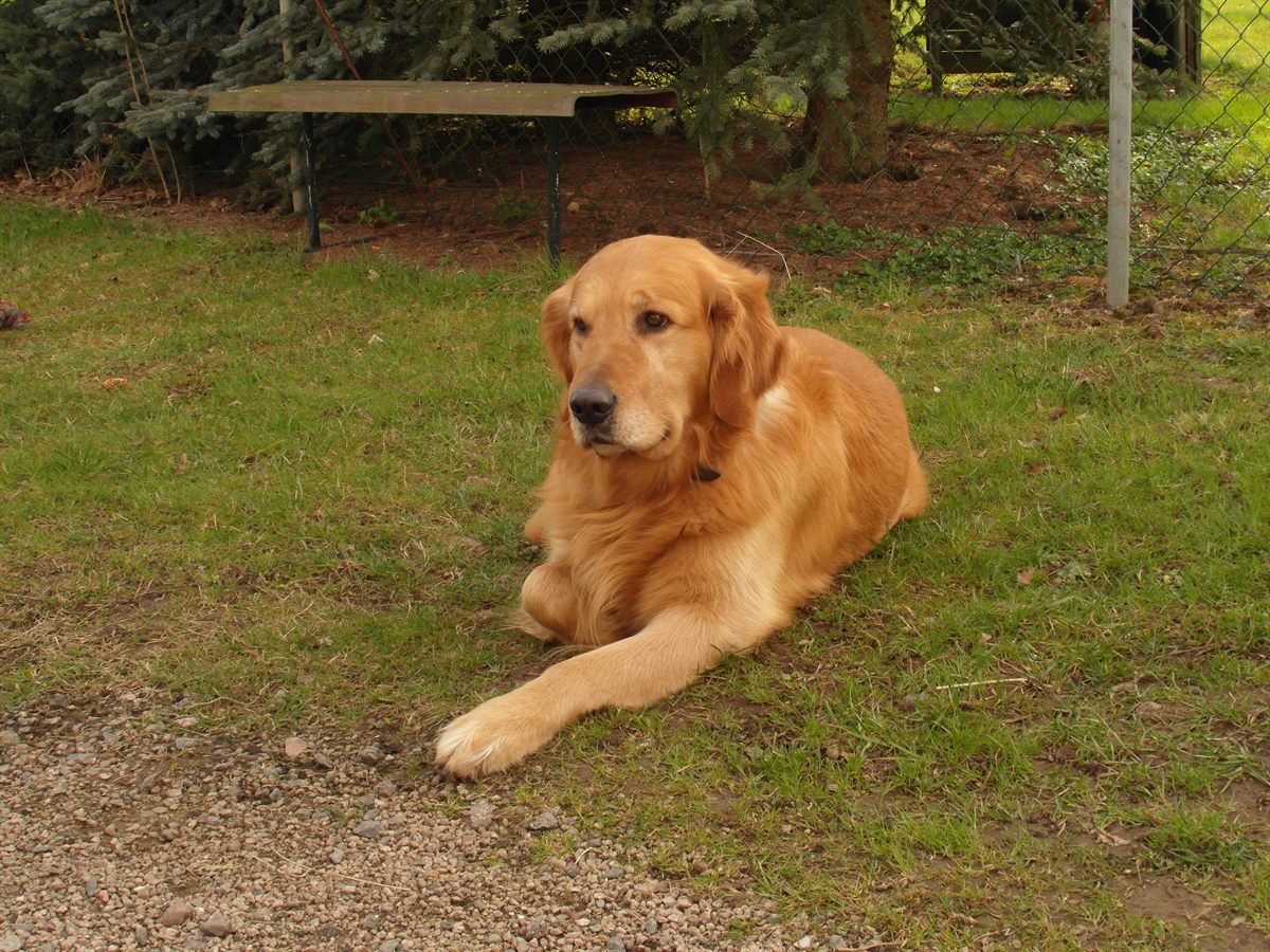 Adult Golden Retriever in an outdoor portrait representing common Golden Retriever dog health problems