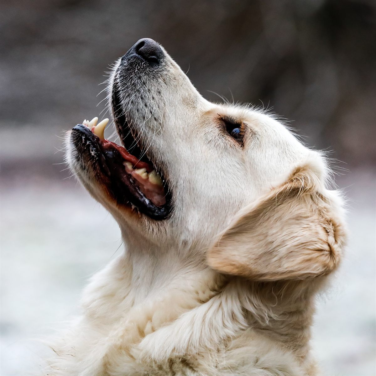 Golden Retriever with calm posture during routine health monitoring for cancer and heart disease risk