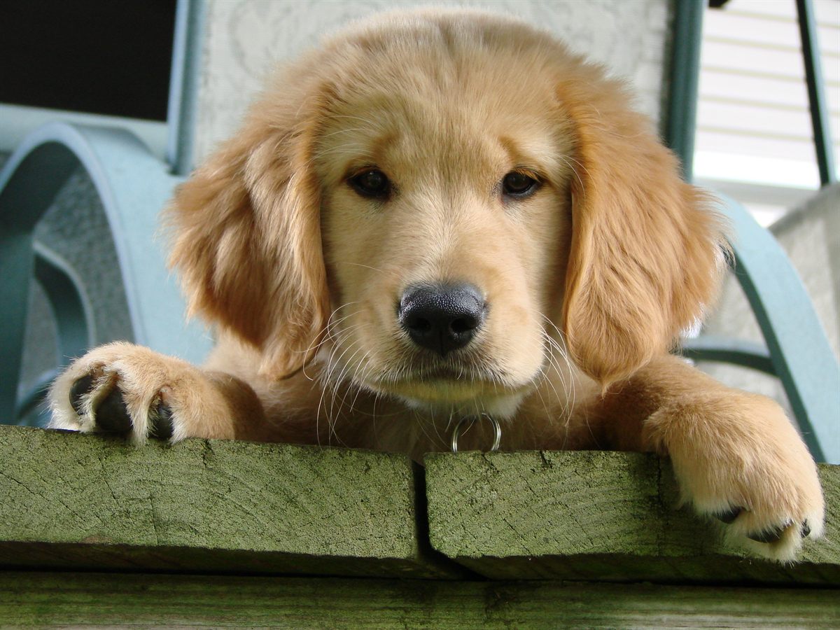 Golden Retriever walking in grass to support joint and mobility health with controlled exercise
