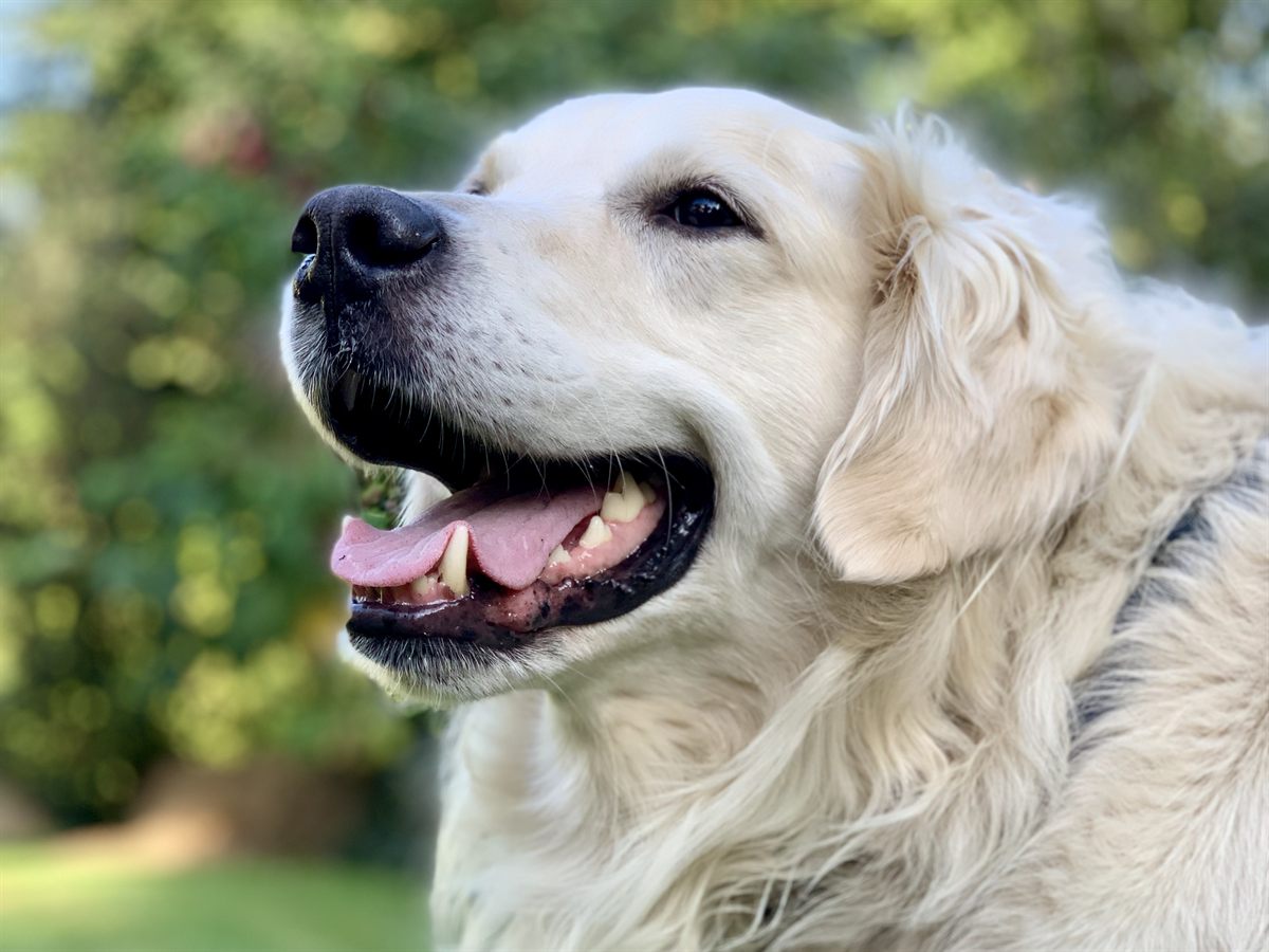 Senior Golden Retriever resting during routine senior veterinary health checks