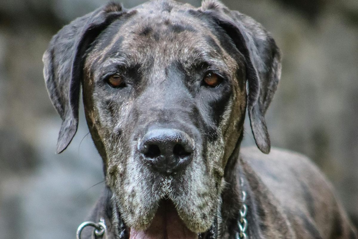 Close-up portrait of an adult Great Dane, a giant breed susceptible to bloat, heart disease, and joint health problems