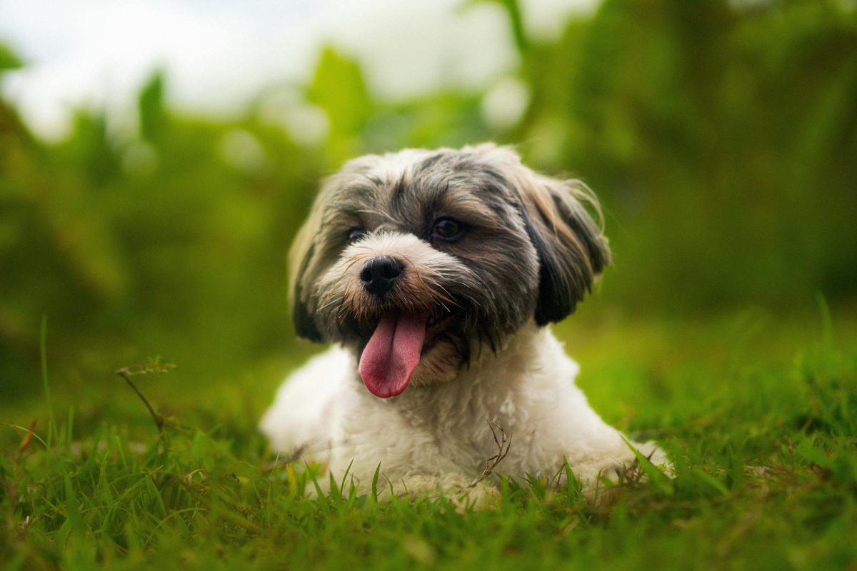 Happy Havanese dog lying on green grass, a breed that can experience health problems like hip dysplasia and cataracts
