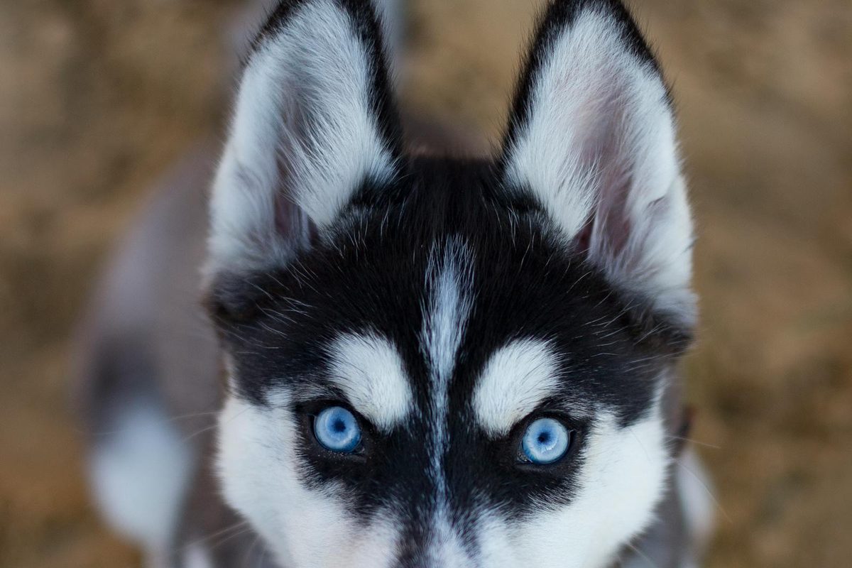 Close-up portrait of a Siberian Husky with blue eyes, a breed prone to specific health problems like eye disorders and hip dysplasia