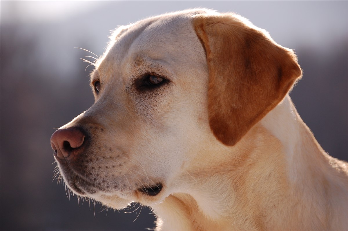Labrador retriever portrait used to discuss Labrador ear infections and routine ear care