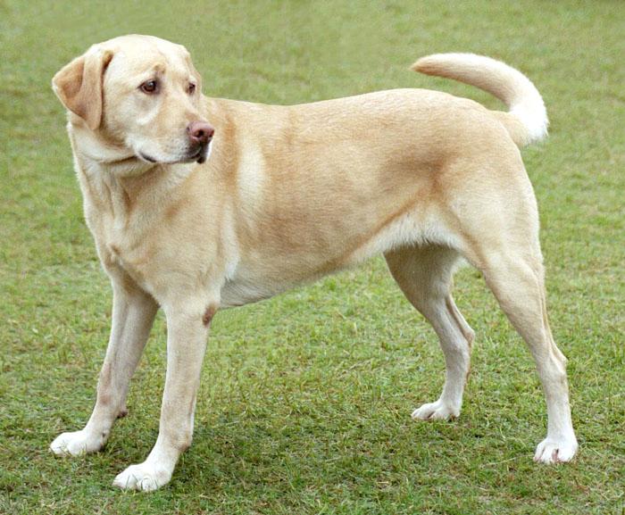 Yellow Labrador Retriever standing outdoors, representing common Labrador dog health problems owners should monitor