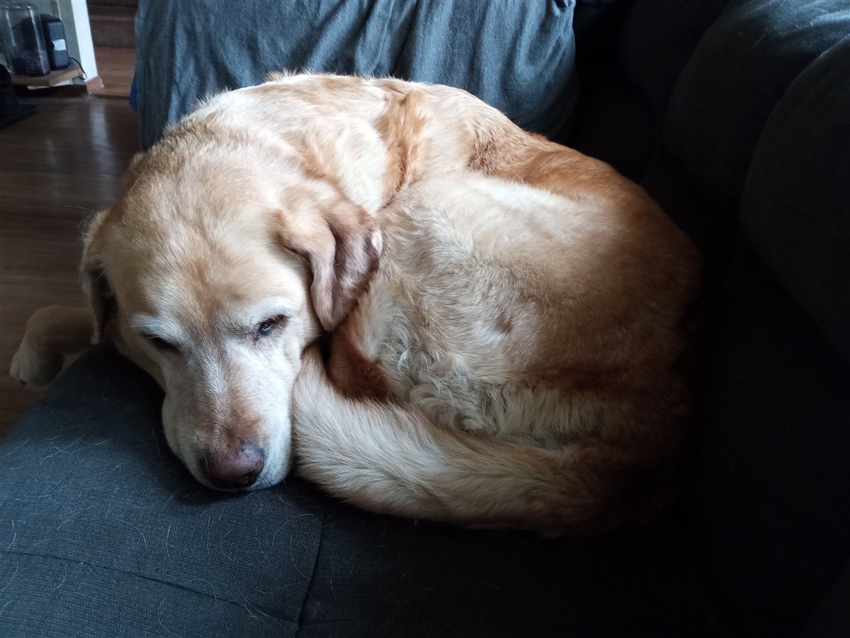 Adult Labrador retriever on grass showing body condition changes associated with Labrador obesity risk