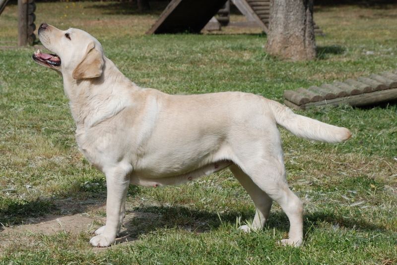 Senior yellow Labrador retriever profile highlighting long-term Labrador senior care and preventive screenings