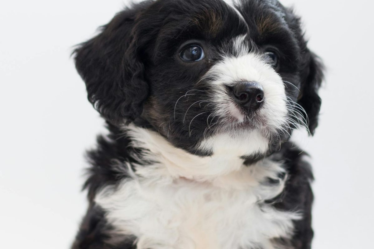 Maltese puppy portrait showing the small breed that can be prone to dental disease, luxating patella, and tear staining health problems