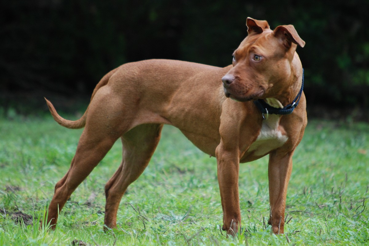 Athletic pitbull standing outdoors to illustrate common pitbull dog health problems