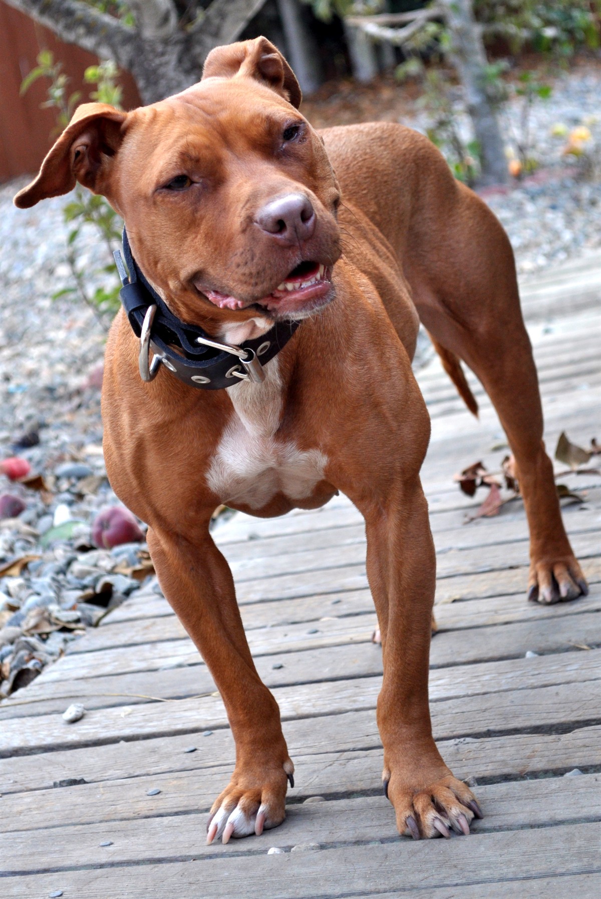 Pitbull in a seated posture showing pitbull hip dysplasia and cruciate ligament risk awareness