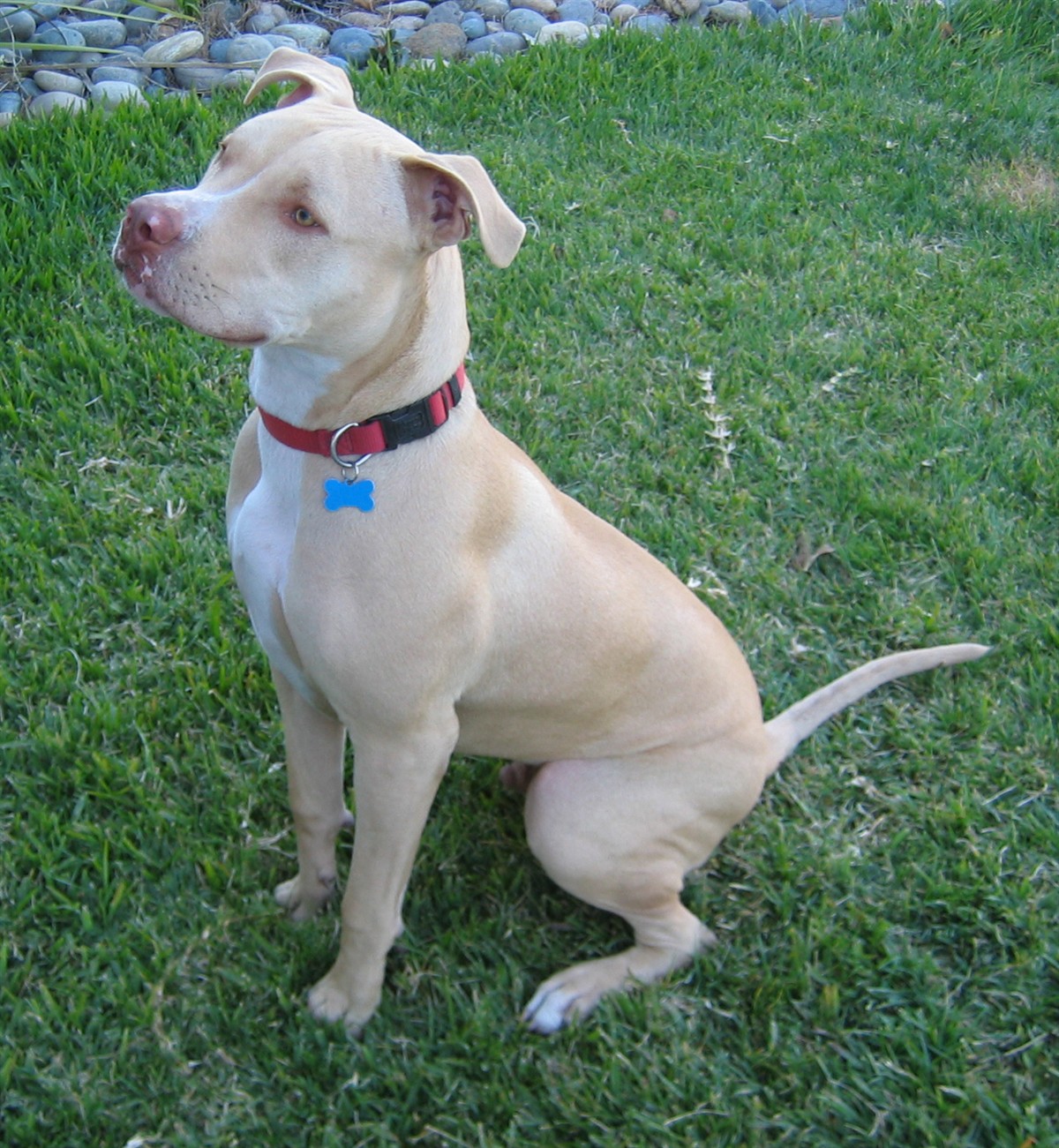 Seated pitbull showing healthy body condition targets for pitbull obesity risk prevention