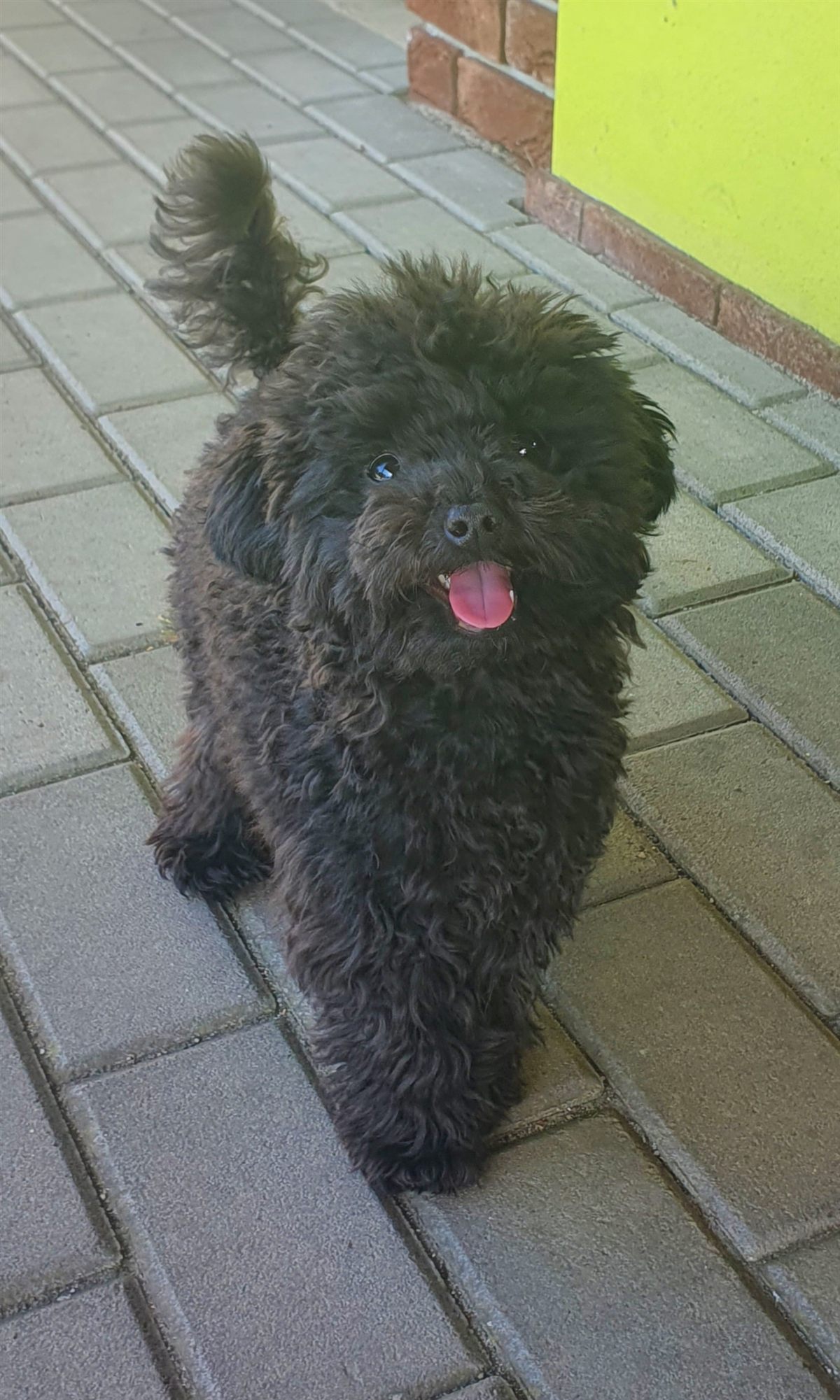 Black toy poodle standing on grass to illustrate toy poodle health issues and skin monitoring