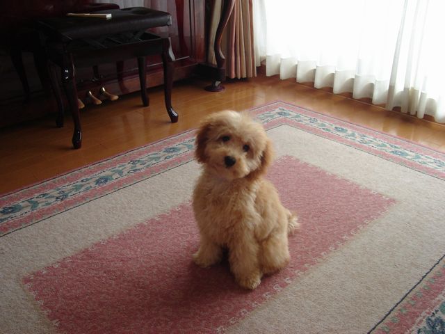 Toy poodle puppy on exam table representing early poodle preventive care and health screening