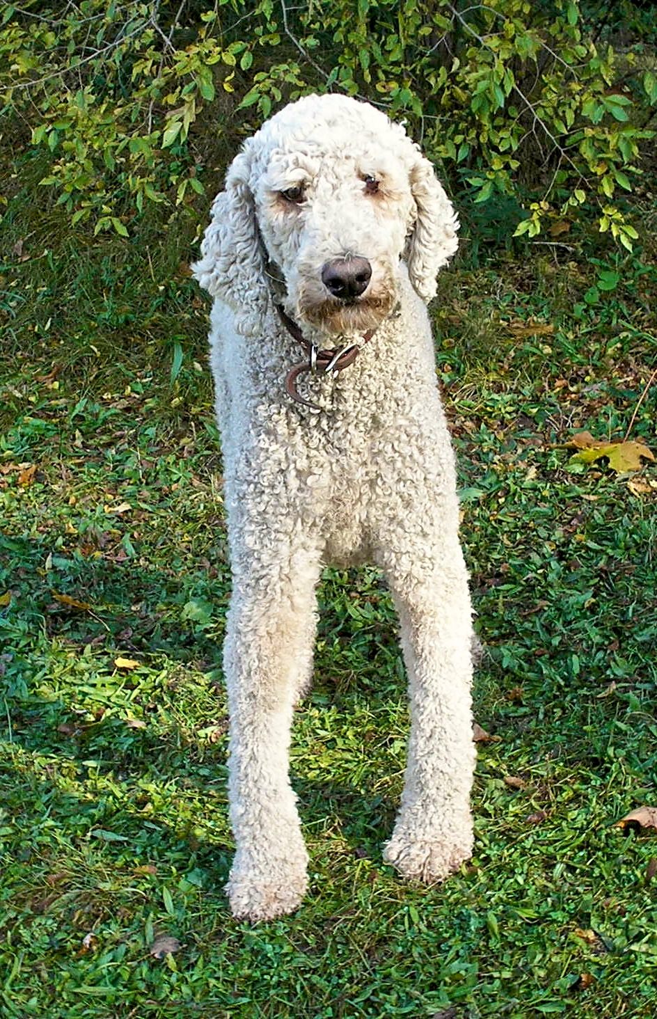 White standard poodle portrait used to explain standard poodle bloat and mobility risks