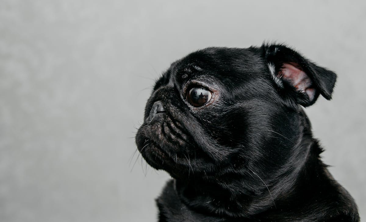 Black pug profile for pug health testing and eye screening guide
