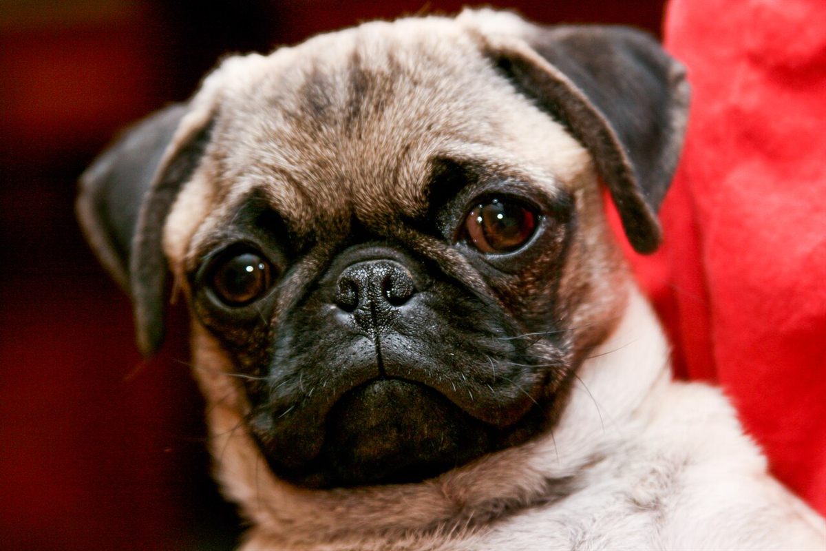 Pug profile showing flat-faced anatomy linked to pug breathing problems