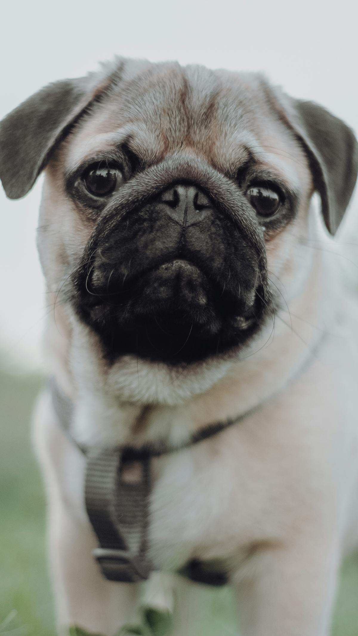 Close-up pug face showing eye exposure and pug eye problems risk