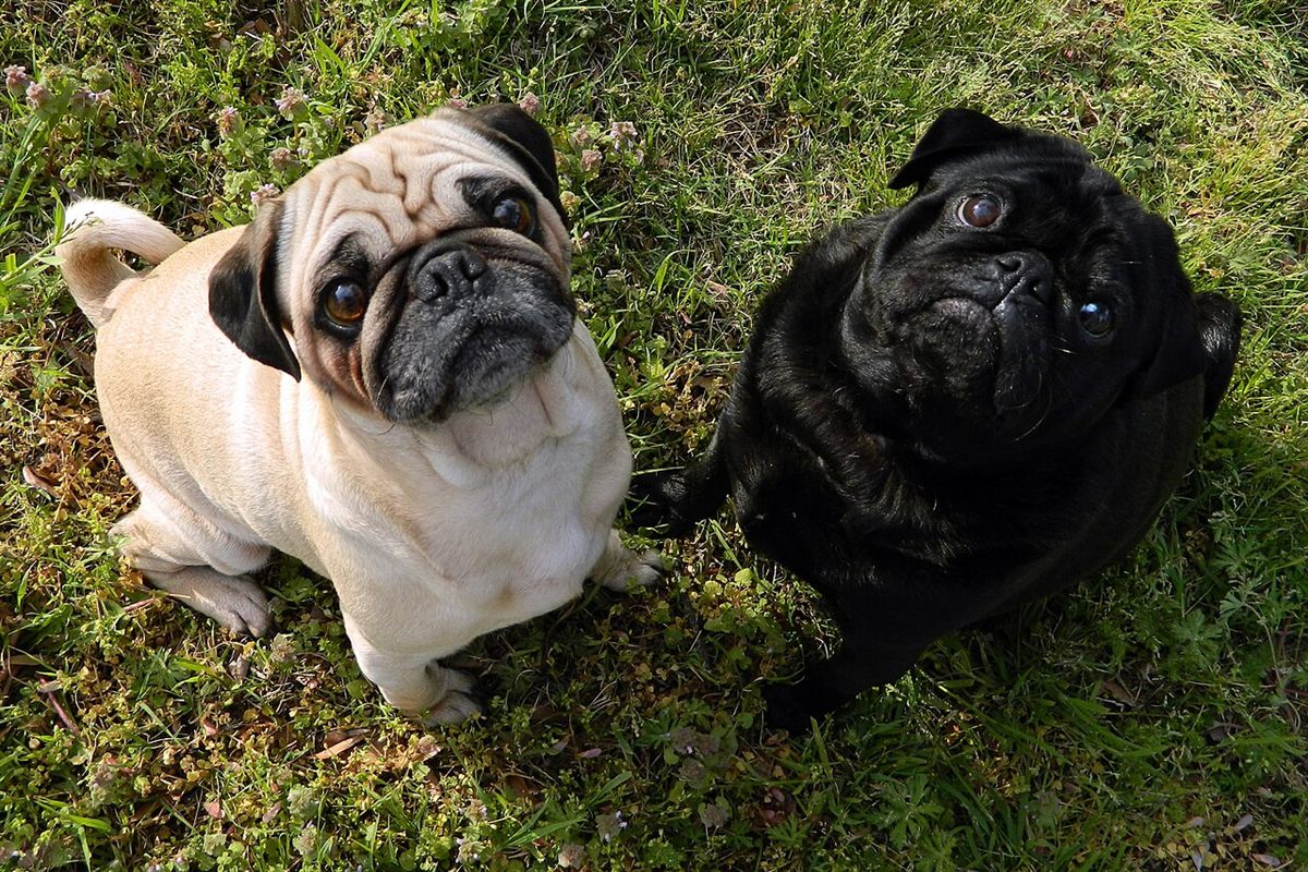 Fawn and black pug dogs for a pug health problems screening guide