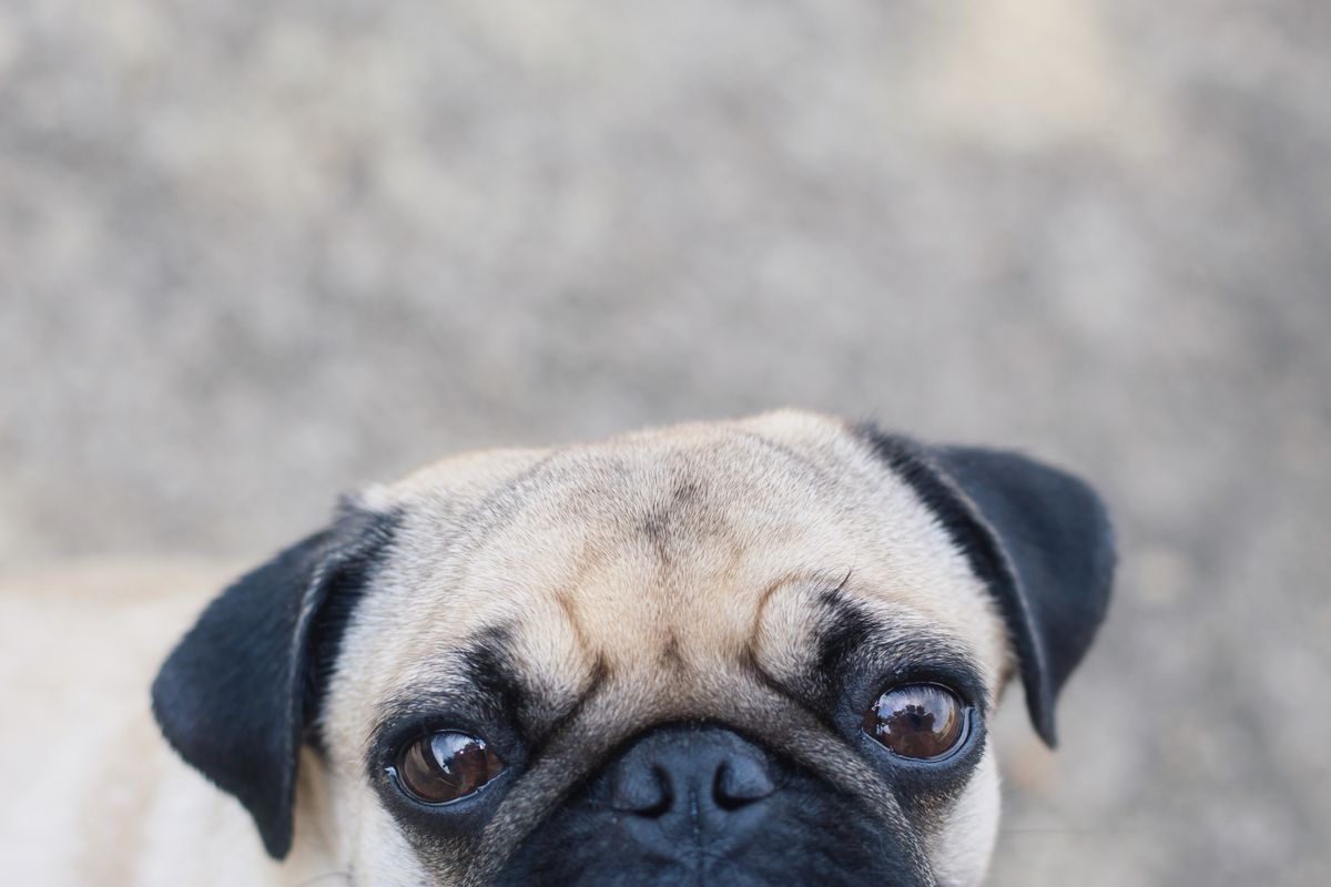 Young pug for pug health testing and puppy screening planning