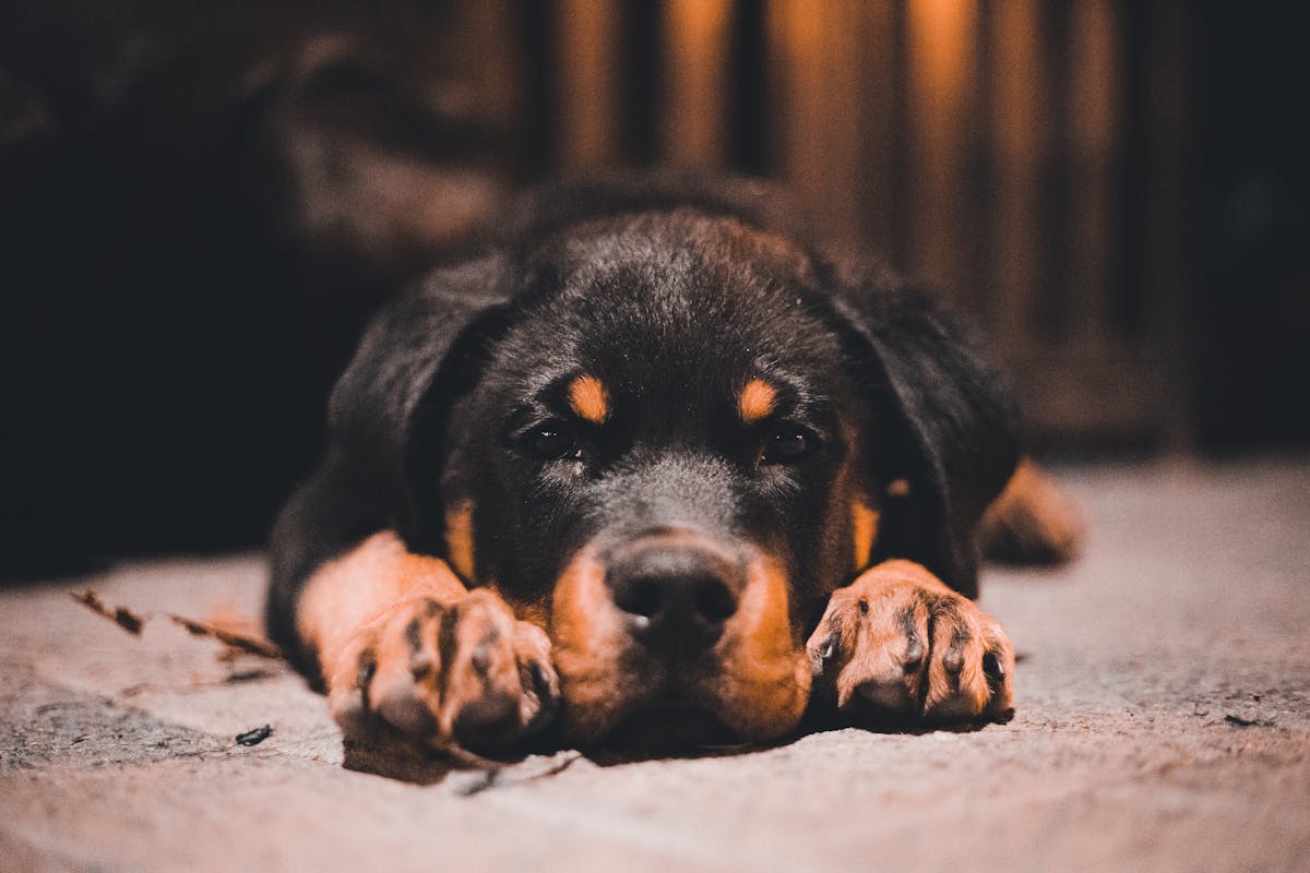 Rottweiler puppy image for rottweiler preventive care and early screening routines