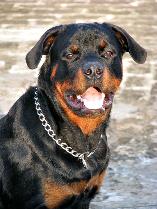 Rottweiler portrait representing rottweiler heart disease signs and preventive screening