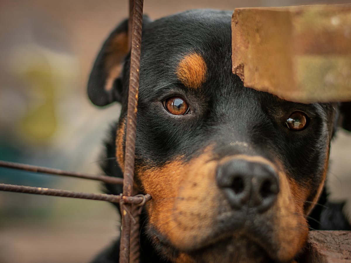 Rottweiler in profile illustrating rottweiler health issues linked to weight and aging