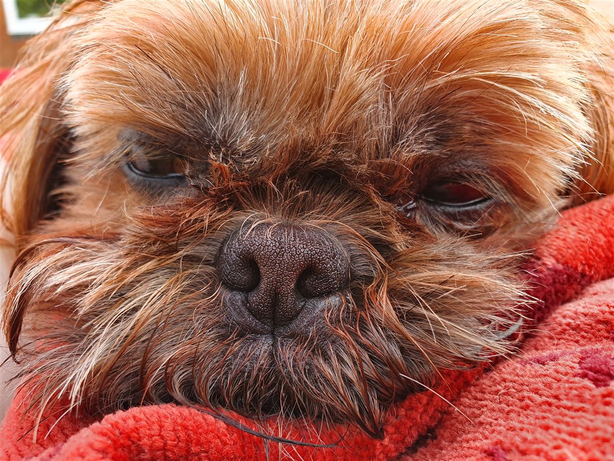 Close-up of shih tzu face highlighting eye care in shih tzu health issues