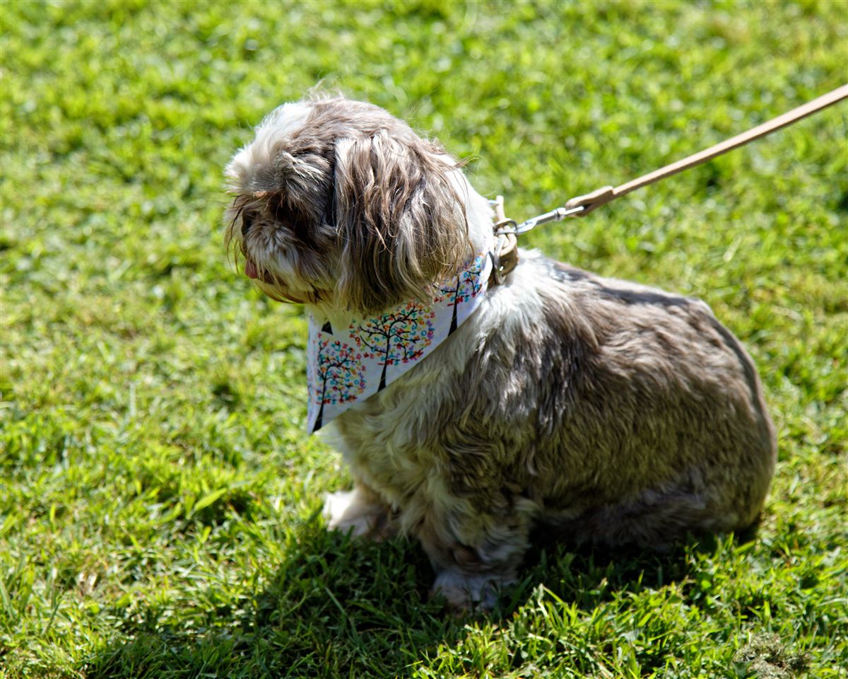 Shih tzu walking outdoors for shih tzu breathing and mobility health monitoring