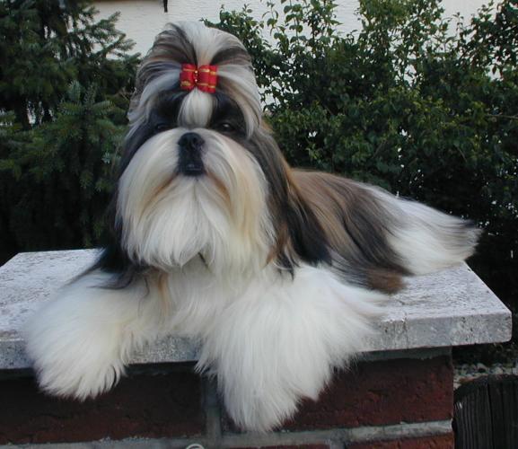 Senior shih tzu representing senior screening for shih tzu dog health problems