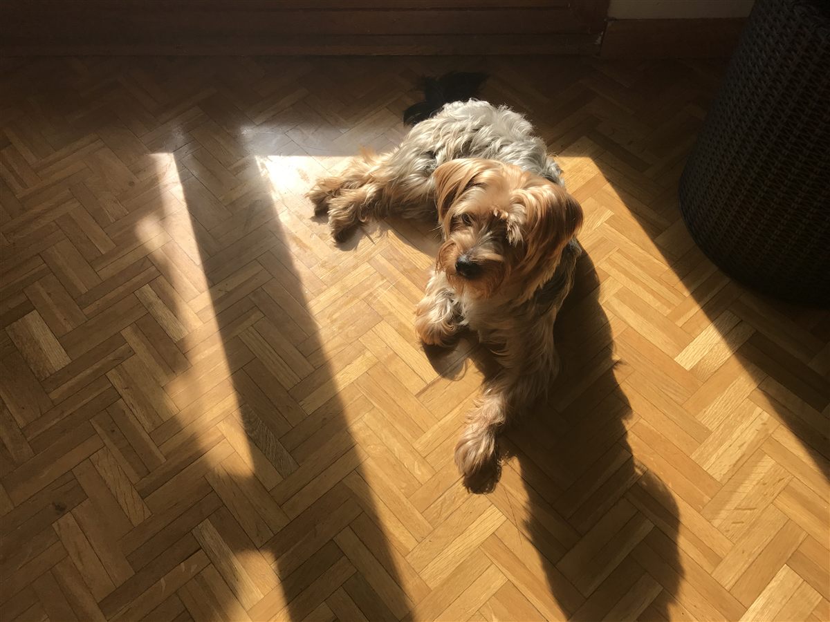 Close-up of Yorkie face highlighting eye care in Yorkie health issues
