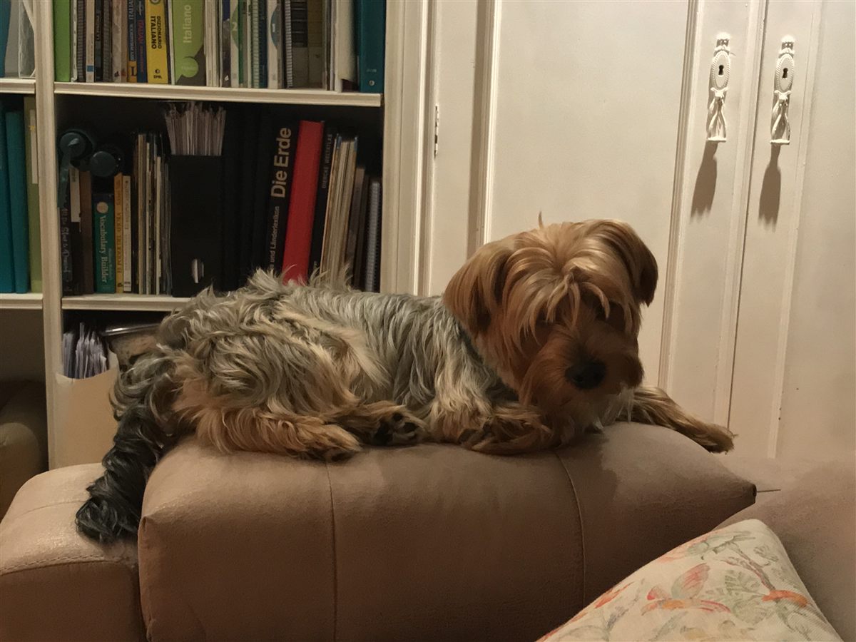 Yorkie portrait used for yorkie dog health problems screening guide