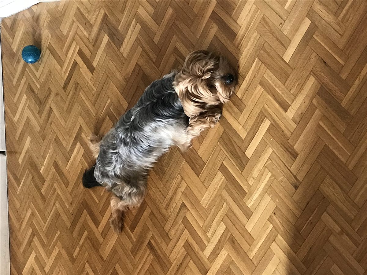 Yorkie walking outdoors for Yorkie breathing and mobility health monitoring