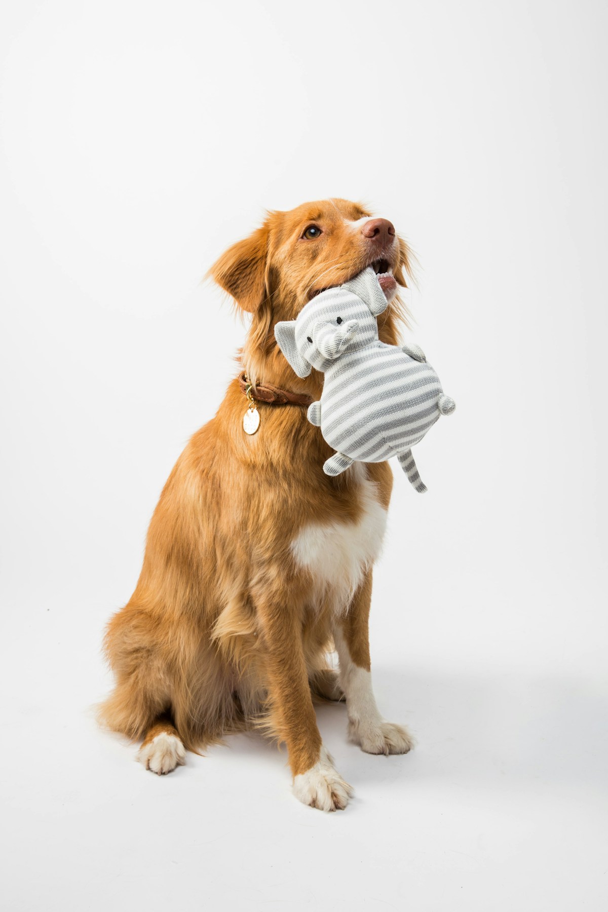 Dog Toys hub hero image