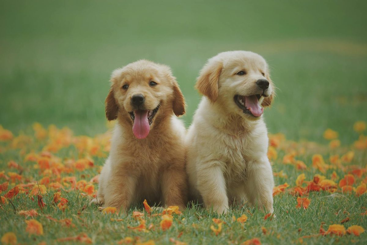 Two playful yellow Labrador Retriever puppies showing the energy and joy that the best dog toys for labs support