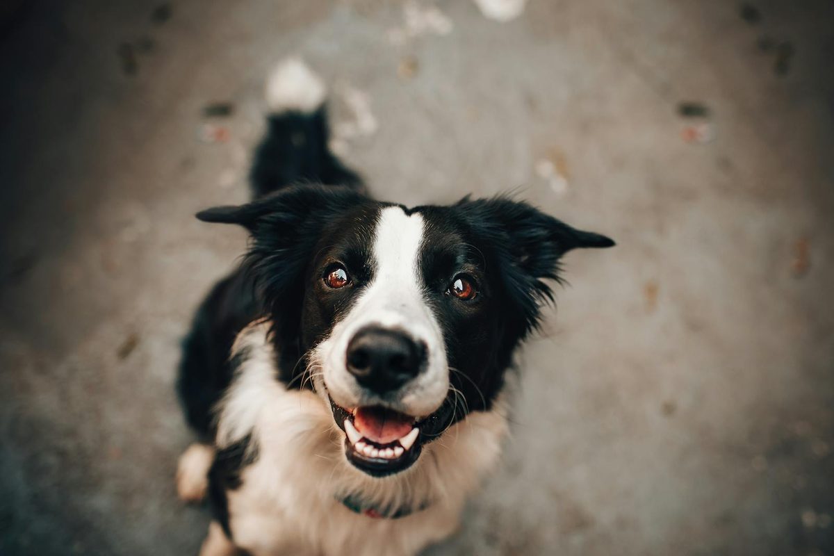Calm dog resting peacefully at home after using anxiety relief toys