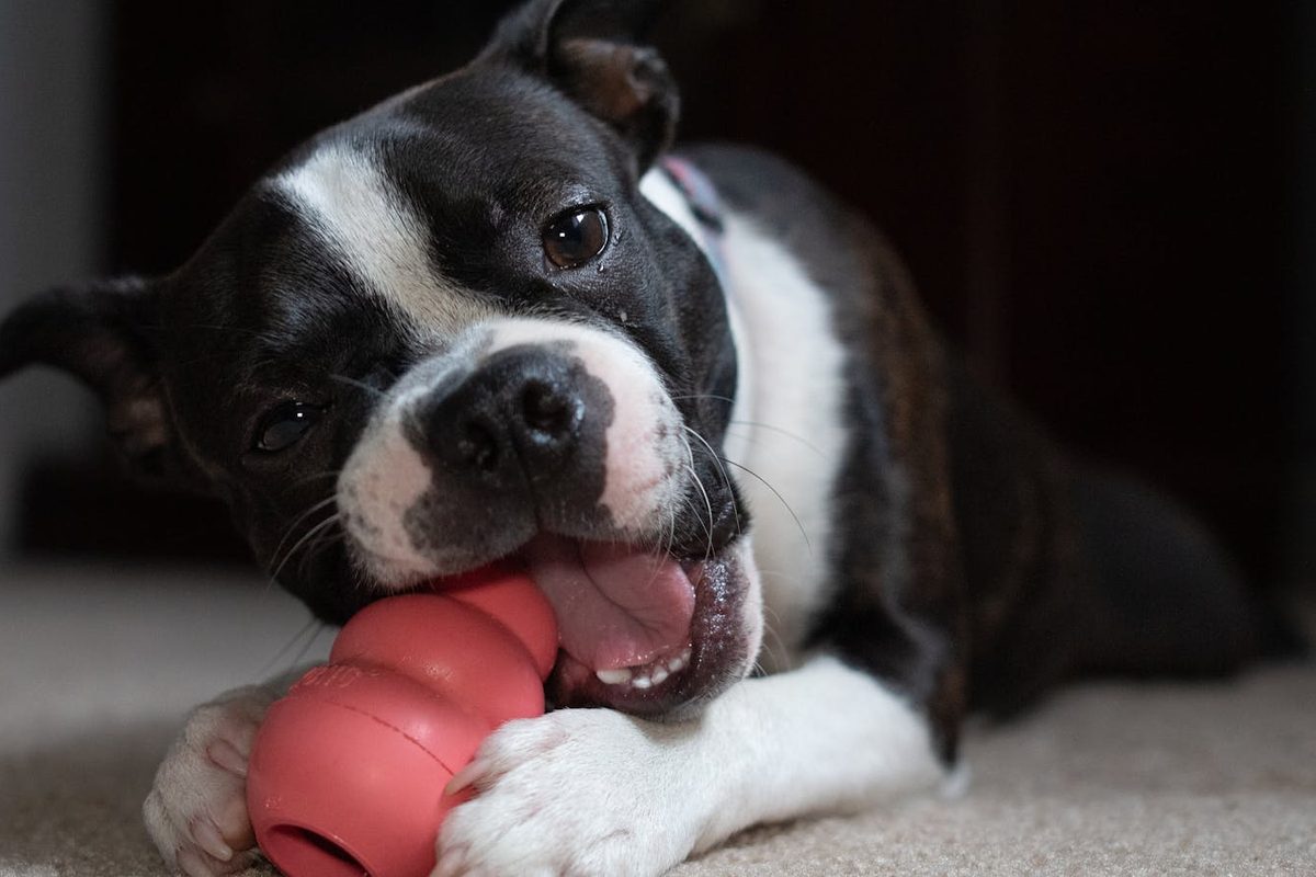 Dog calmly chewing on a comfort toy, demonstrating the best toys for dogs with anxiety