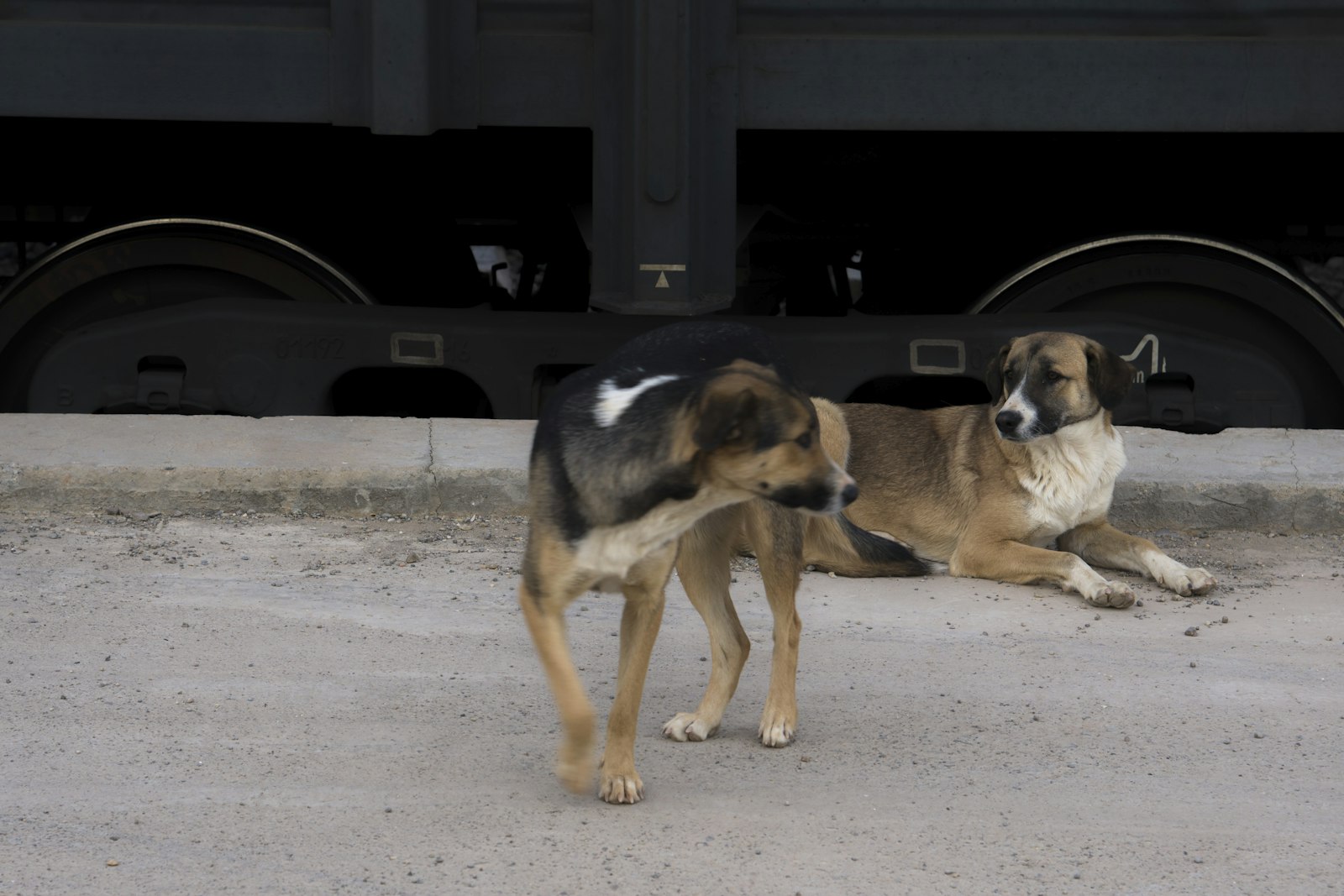 Dog daycare playgroup showing one factor in how much does it cost to board a dog