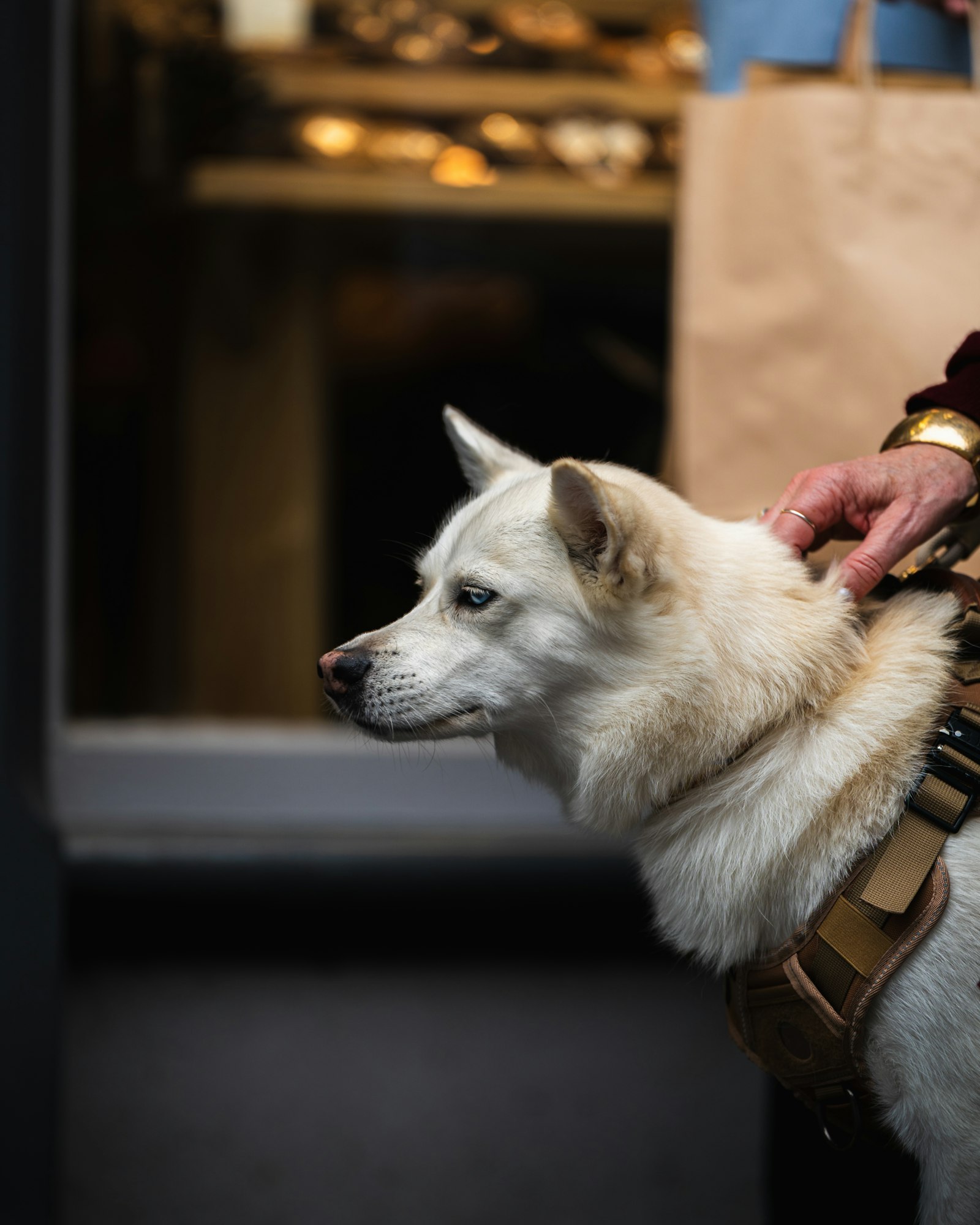Working dog in harness featured in a How Much Does It Cost to Train a Service Dog guide