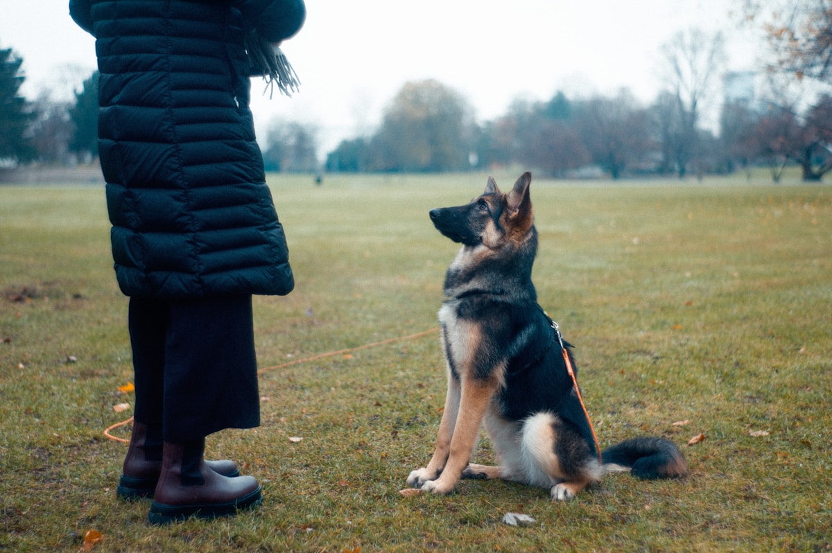 Owner practicing how to train a dog not to jump during calm greeting setup