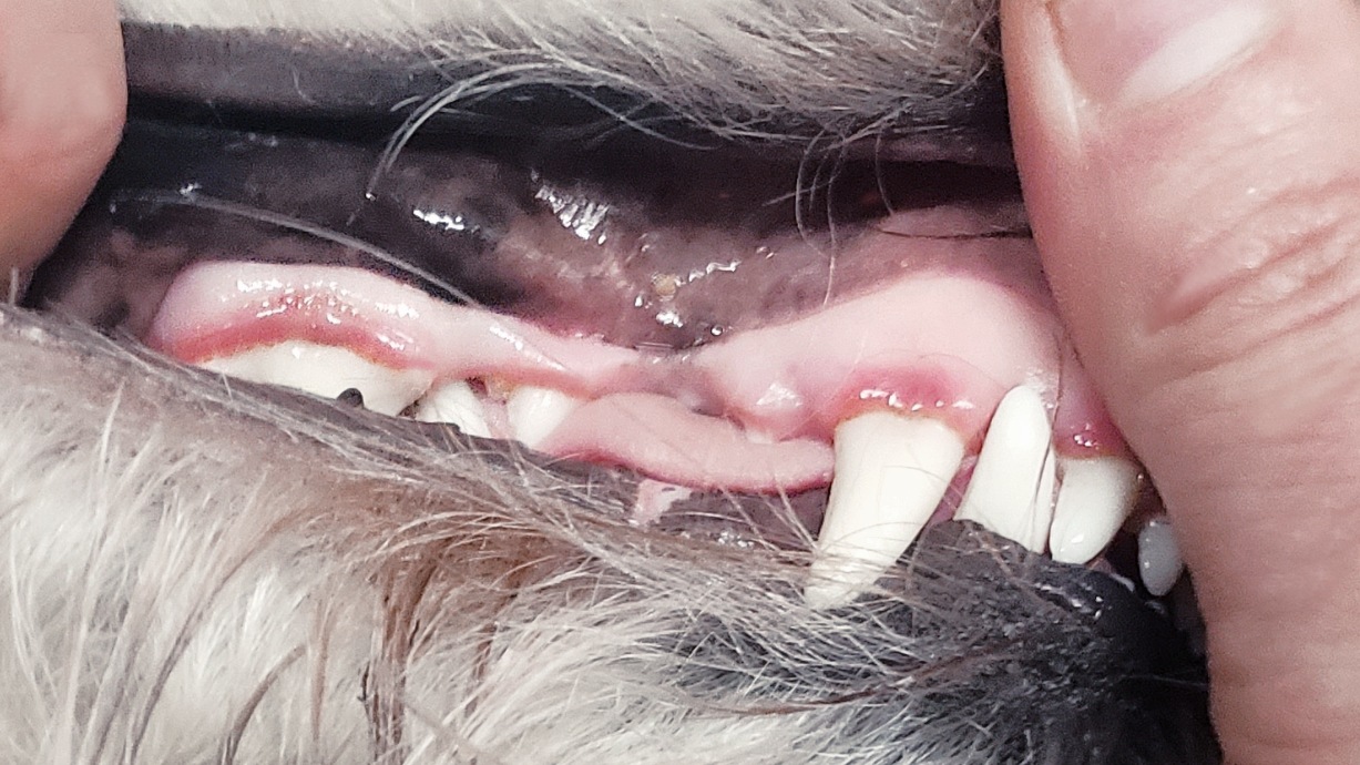 Canine gingivitis showing why dog dental cleaning cost rises with gum disease