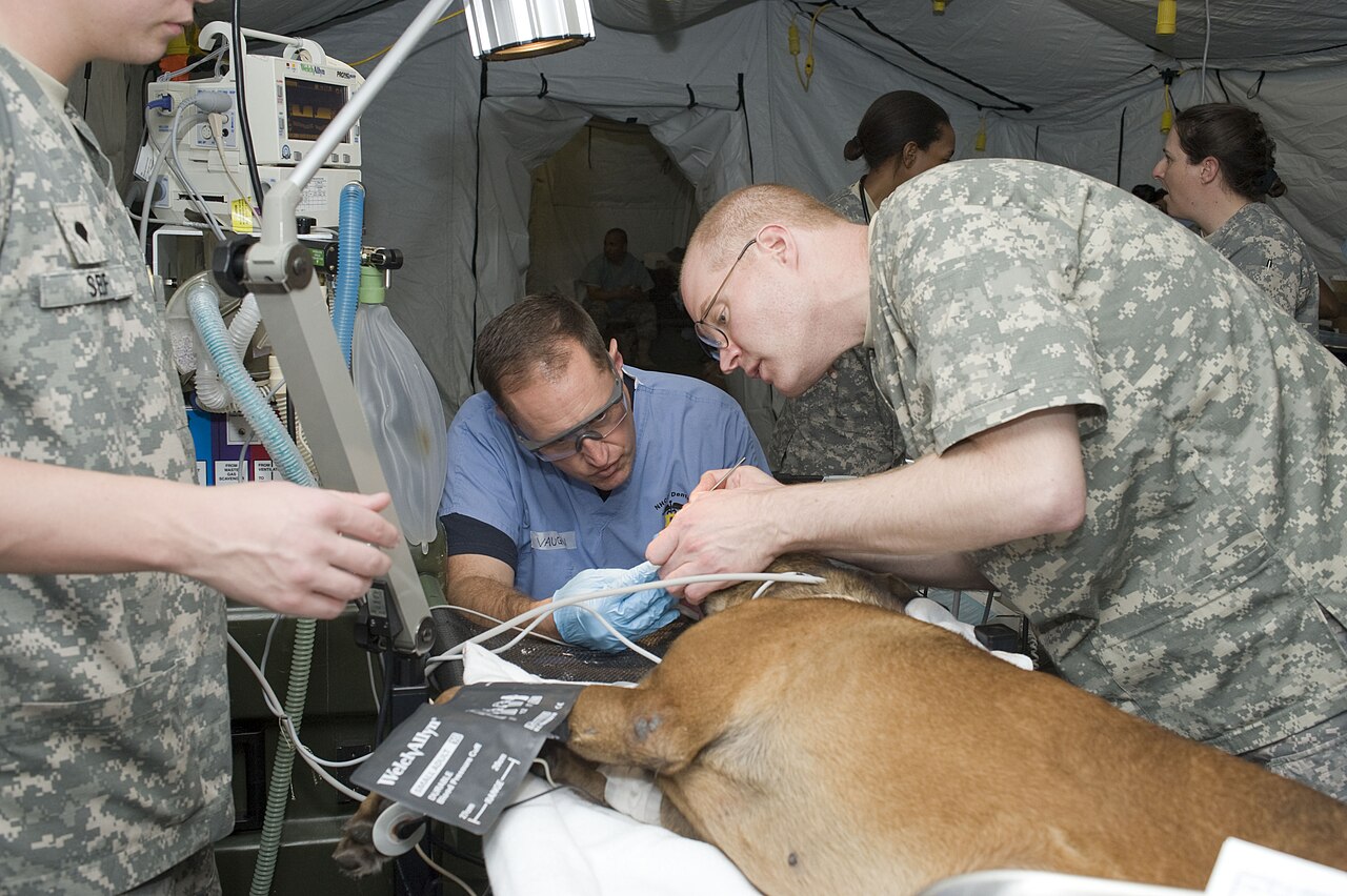Sedated working dog prepared for advanced dental treatment and possible tooth extraction cost