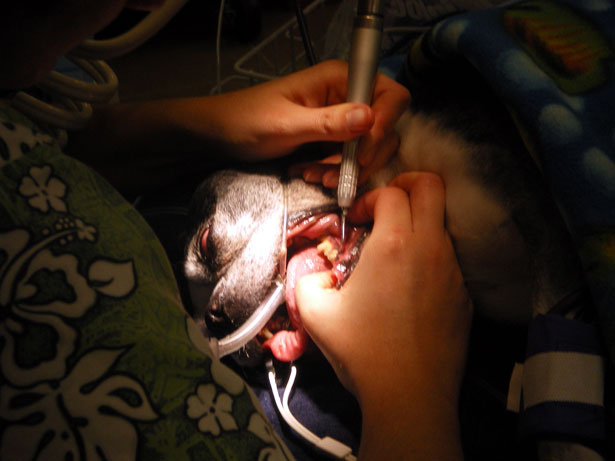 Veterinarian scaling teeth during a dog dental cleaning with anesthesia