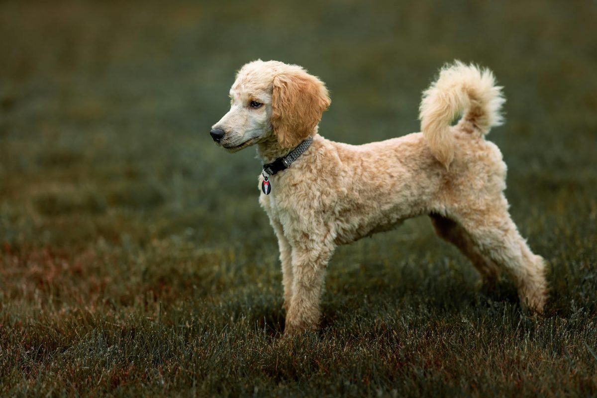 Standard poodle sitting on grass showing the breed quality and grooming that factor into how much a poodle dog costs
