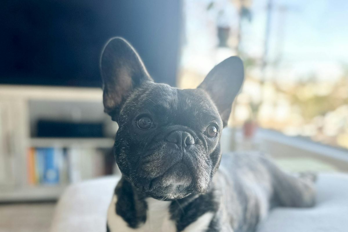 Peaceful dog resting comfortably, reflecting the care behind planning dog cremation costs