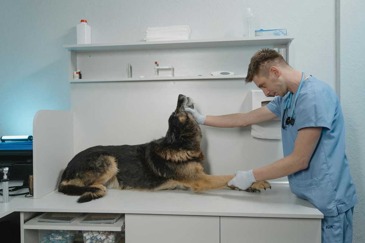Veterinarian in blue scrubs examining a dog on a clinic table, the type of vet visit Figo pet insurance cost plans are designed to cover