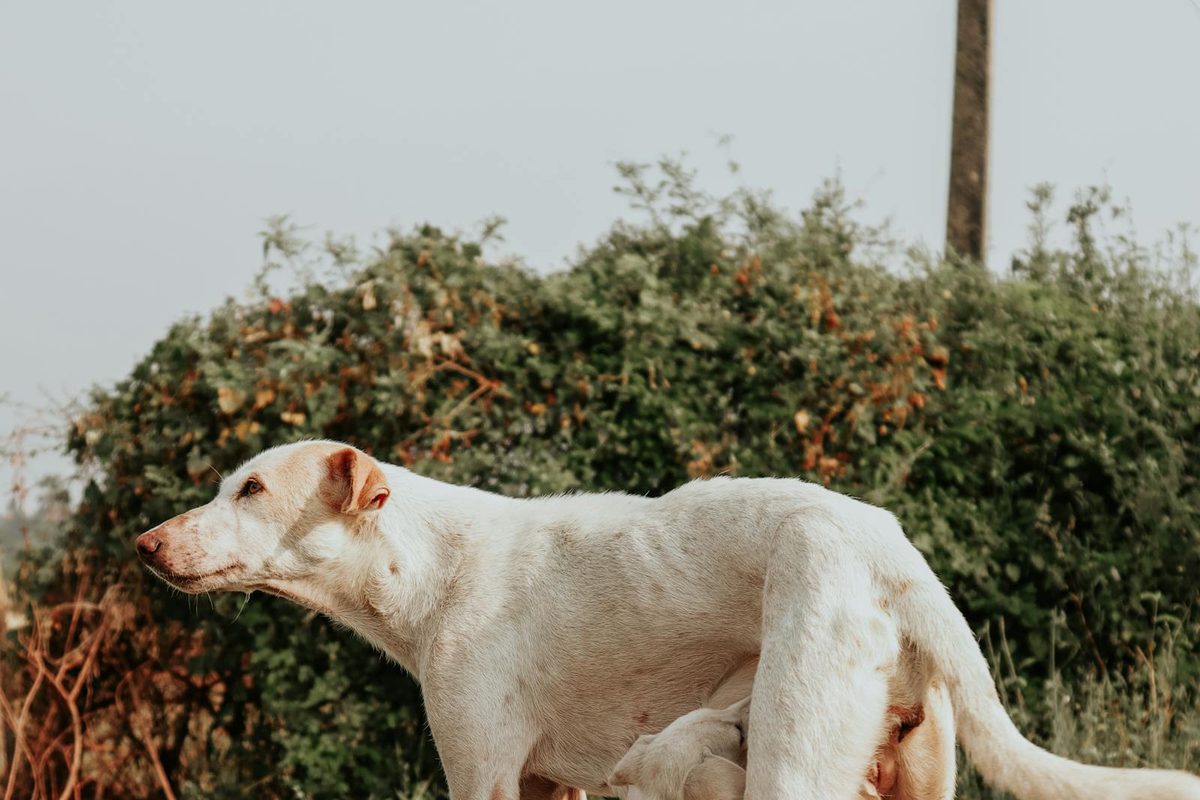 Mother dog nursing her puppies outdoors, illustrating the breeding and whelping care that pet insurance that covers breeding costs can help with