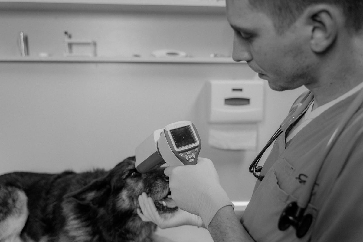 Veterinarian using a diagnostic scanning tool to examine a dog, illustrating the type of imaging that pet scan cost with insurance can help cover