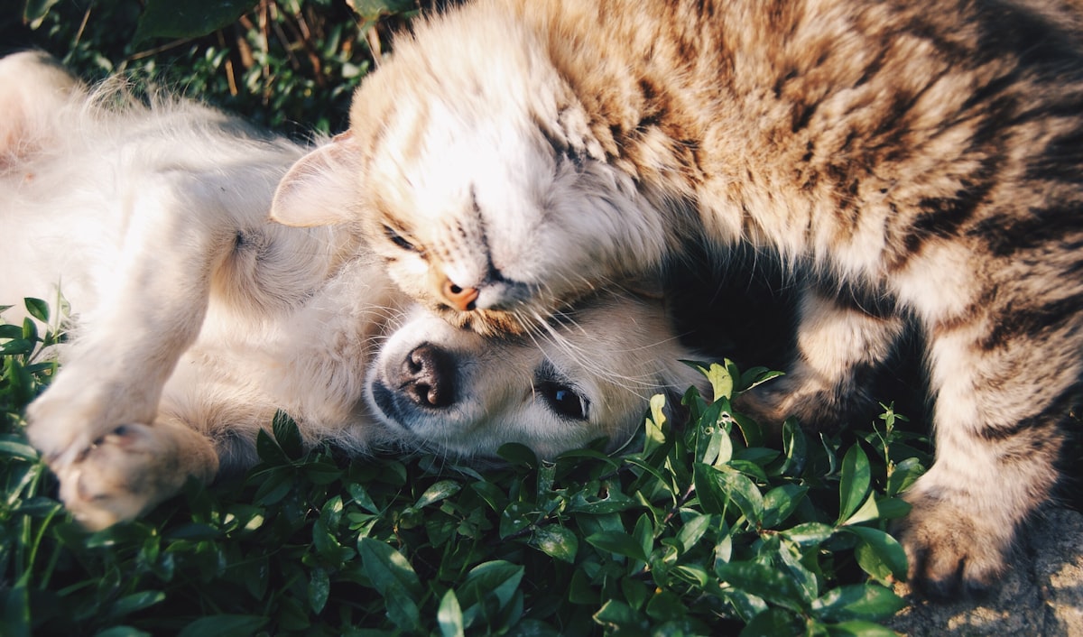 Happy dog and cat featured in Tail Wag Daily pet care guides